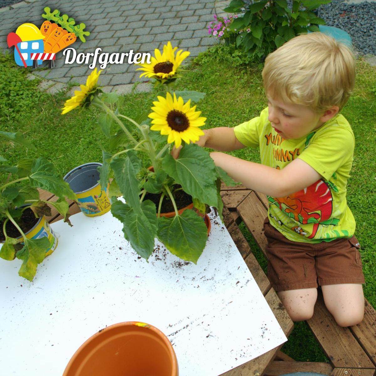 Ein kleiner Junge pflanzt eine Sonnenblume in einen Blumentopf © Thorsten Rogsch